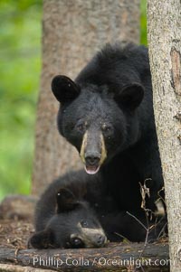 American black bear, mother and cub, Ursus americanus, Orr, Minnesota