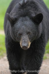 Black bear walking in a grassy meadow.  Black bears can live 25 years or more, and range in color from deepest black to chocolate and cinnamon brown.  Adult males typically weigh up to 600 pounds.  Adult females weight up to 400 pounds and reach sexual maturity at 3 or 4 years of age.  Adults stand about 3' tall at the shoulder, Ursus americanus, Orr, Minnesota