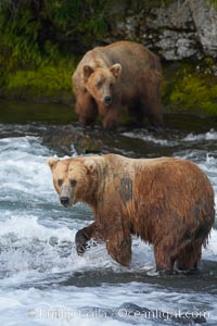 Brown bear (grizzly bear), Ursus arctos, Brooks River, Katmai National Park, Alaska