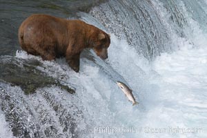 Alaskan brown bear watches a jumping salmon, Brooks Falls, Ursus arctos, Brooks River, Katmai National Park