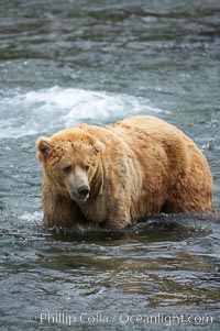 A large, old brown bear (grizzly bear) wades across Brooks River. Coastal and near-coastal brown bears in Alaska can live to 25 years of age, weigh up to 1400 lbs and stand over 9 feet tall, Ursus arctos, Katmai National Park