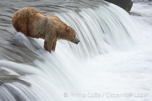 Brown bear (grizzly bear) waits for salmon at Brooks Falls. Blurring of the water is caused by a long shutter speed. Brooks River, Ursus arctos, Katmai National Park, Alaska