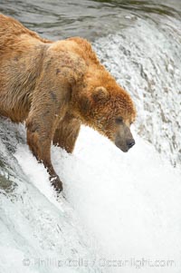 Brown bear (grizzly bear), Ursus arctos, Brooks River, Katmai National Park, Alaska