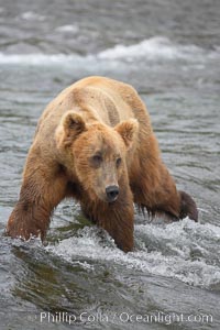 Brown bear (grizzly bear), Ursus arctos, Brooks River, Katmai National Park, Alaska