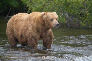 A large, old brown bear (grizzly bear) wades across Brooks River. Coastal and near-coastal brown bears in Alaska can live to 25 years of age, weigh up to 1400 lbs and stand over 9 feet tall, Ursus arctos, Katmai National Park