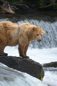 A large, old brown bear (grizzly bear) wades across Brooks River. Coastal and near-coastal brown bears in Alaska can live to 25 years of age, weigh up to 1400 lbs and stand over 9 feet tall, Ursus arctos, Katmai National Park