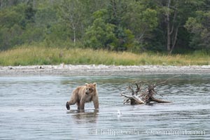 Brown bear walks through the marsh that edges Brooks River, Ursus arctos, Katmai National Park, Alaska