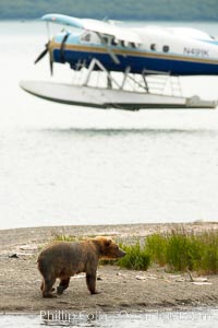 Floatplane lands on Brooks Lake near a brown bear (grizzly bear), Ursus arctos, Katmai National Park, Alaska