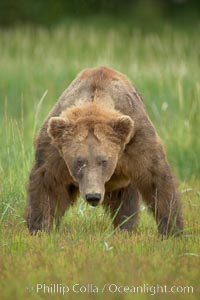 Full grown, mature male coastal brown bear boar (grizzly bear) in sedge grass meadows, Ursus arctos, Lake Clark National Park, Alaska