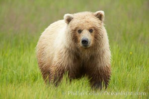 Juvenile female coastal brown bear (grizzly bear) grazes on sedge grass, Ursus arctos, Lake Clark National Park, Alaska
