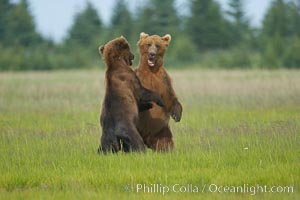 Brown bears fighting or sparring.  These are likely young but sexually mature males that are simply mock fighting for practice, Ursus arctos, Lake Clark National Park, Alaska