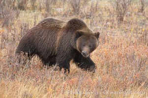 Grizzly bear, autumn, fall, brown grasses.