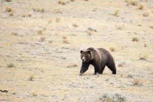 Grizzly bear, autumn, fall, brown grasses, Ursus arctos horribilis, Lamar Valley, Yellowstone National Park, Wyoming
