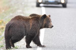 Grizzly bear crosses a road in front of a car.  Dozens of coyotes, wolves, bears, elk and bison are killed each year in Yellowstone as they attempt to cross the roads in front of drivers who are not paying attention or speeding. Lamar Valley, Yellowstone National Park, Wyoming, USA, Ursus arctos horribilis, natural history stock photograph, photo id 19620