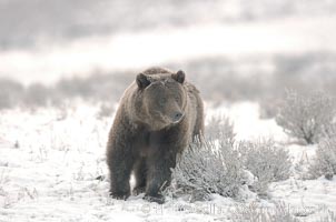 Grizzly bear in snow, Ursus arctos horribilis, Lamar Valley, Yellowstone National Park, Wyoming