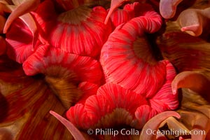 Urticina anemone mouth detail, Browning Pass, Vancouver Island, Urticina piscivora