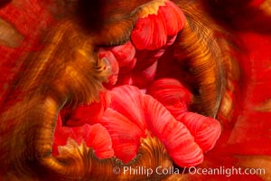 Urticina anemone mouth detail, Browning Pass, Vancouver Island, Urticina piscivora