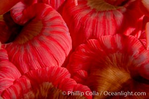 Urticina anemone mouth detail, Browning Pass, Vancouver Island, Urticina piscivora