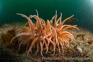 Urticina columbiana Sand Rose Anemone, Browning Pass, Canada