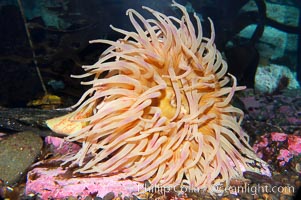 Christmas anemone, feeds on small crabs, urchins and fish, may live 60 to 80 years, Urticina crassicornis