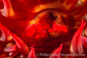 Tentacles of the white-spotted rose anemone. Santa Barbara Island, California, USA, Urticina lofotensis, natural history stock photograph, photo id 10148