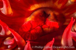 Tentacles of the white-spotted rose anemone, Urticina lofotensis, Santa Barbara Island