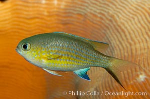 Vanderbilts chromis, Chromis vanderbilti