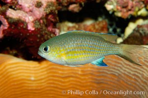 Vanderbilts chromis, Chromis vanderbilti