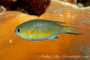 Vanderbilts chromis, Chromis vanderbilti