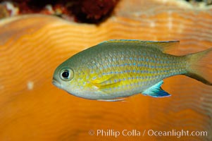 Vanderbilts chromis, Chromis vanderbilti