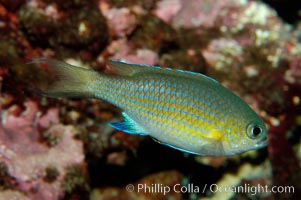 Vanderbilts chromis, Chromis vanderbilti