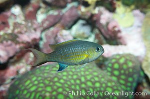 Vanderbilts chromis, Chromis vanderbilti