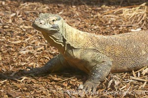 Komodo dragon, the worlds largest lizard, grows to 10 feet (3m) and over 500 pounds.  They have an acute sense of smell and are notorious meat-eaters.  The saliva of the Komodo dragon is deadly, an adaptation to help it more quickly consume its prey, Varanus komodoensis