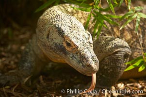 Komodo dragon, the worlds largest lizard, grows to 10 feet (3m) and over 500 pounds.  They have an acute sense of smell and are notorious meat-eaters.  The saliva of the Komodo dragon is deadly, an adaptation to help it more quickly consume its prey, Varanus komodoensis