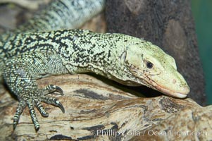 Quince monitor lizard, Varanus melinus