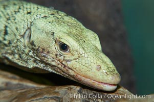 Quince monitor lizard, Varanus melinus