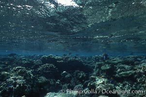 Various hard corals on coral reef, Northern Red Sea. Egyptian Red Sea, natural history stock photograph, photo id 05547