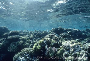 Various hard corals on coral reef, Northern Red Sea, Egyptian Red Sea