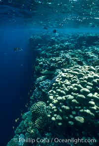 Various hard corals on coral reef, Northern Red Sea, Egyptian Red Sea