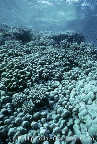 Various hard corals on coral reef, Northern Red Sea. Egyptian Red Sea, natural history stock photograph, photo id 05550