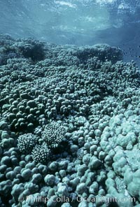 Various hard corals on coral reef, Northern Red Sea, Egyptian Red Sea