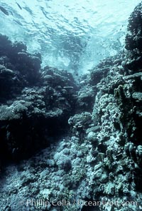 Various hard corals on coral reef, Northern Red Sea, Egyptian Red Sea