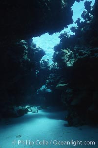 Various hard corals on coral reef, Northern Red Sea, Egyptian Red Sea