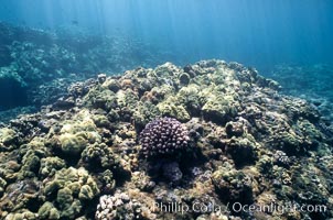 Various hard corals on coral reef, Maui