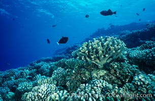 Various hard corals on coral reef, Molokini Crater, Maui