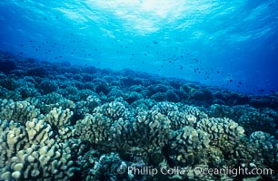 Various hard corals on coral reef, Molokini Crater, Maui