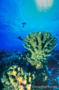 Various hard corals on coral reef, Molokini Crater, Maui