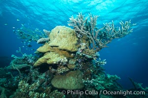 Various hard corals on pristine Fijian coral reef, Vatu I Ra Passage, Bligh Waters, Viti Levu  Island