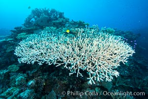 Staghorn coral on pristine Fijian coral reef