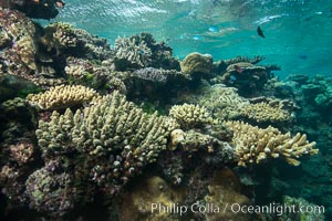 Various hard corals on pristine Fijian coral reef, Vatu I Ra Passage, Bligh Waters, Viti Levu  Island